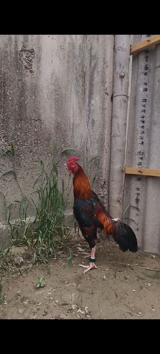 Дакан петух Шолпан