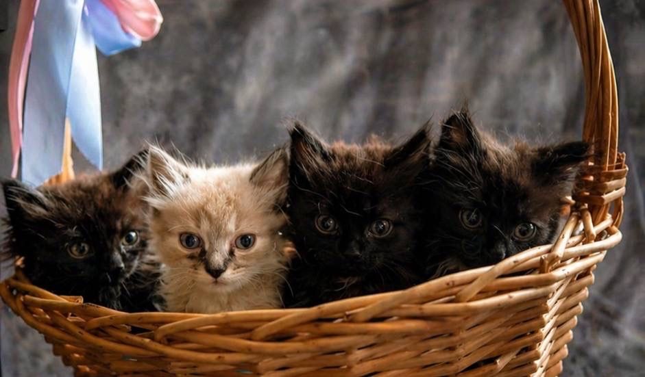 Котята в добрые руки!
