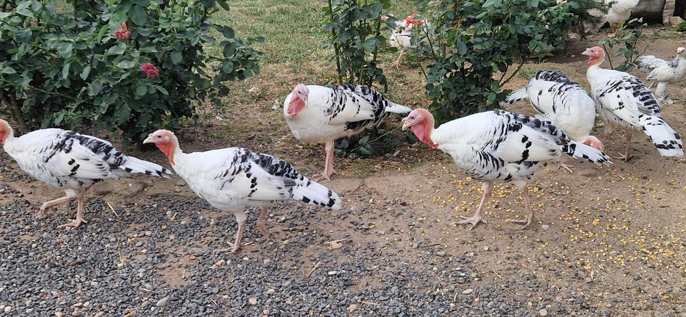 De vanzare tineret curca rasa Royal Plam/Crollwitzer