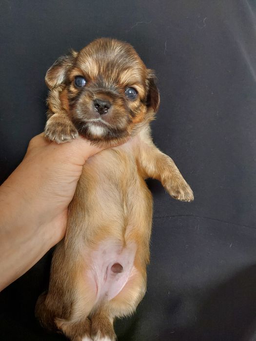 Продаю щенков чихуахуа