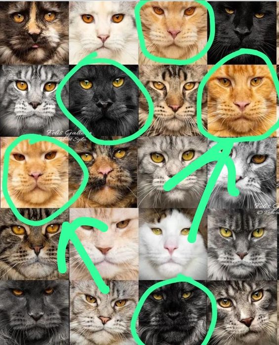 Мейнкуны полидакты на бронь