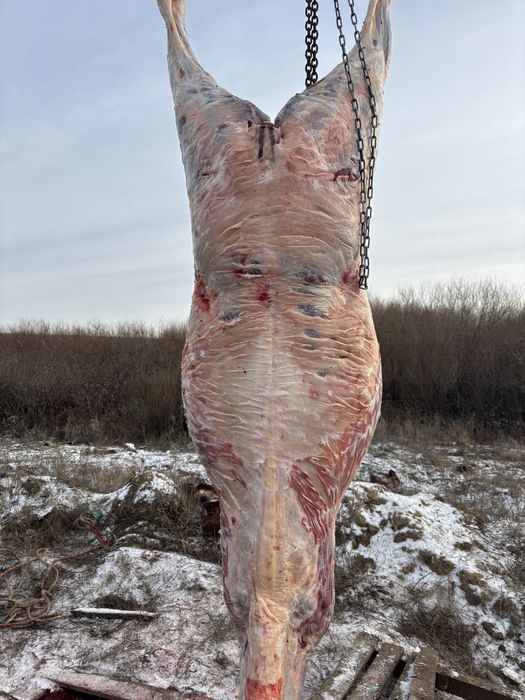 3 жасар сатылады еркек