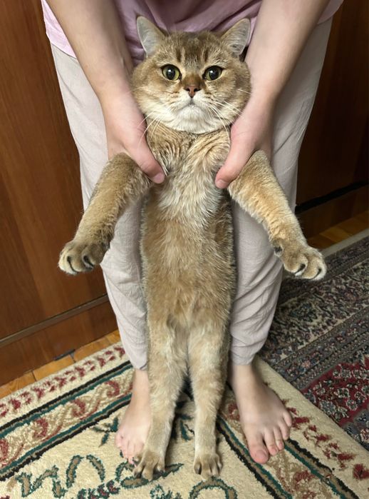 Кот на вязку! Британский чистокровный кот. Окрас: Золотая шиншилла