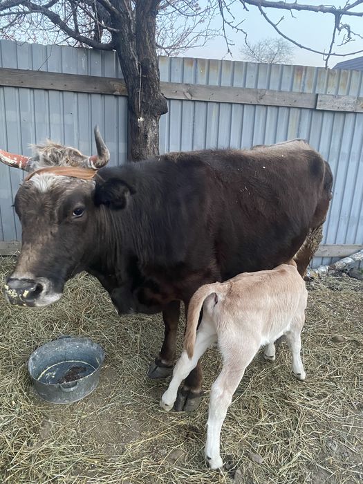 Сыйыр бузаумен сатылады срочна