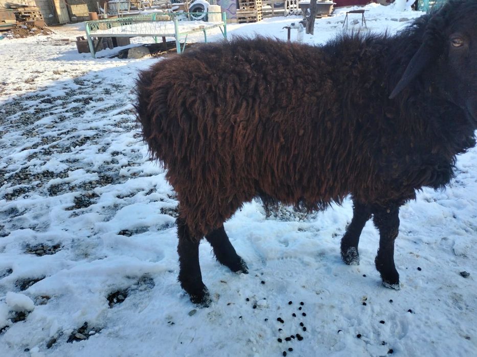 Қошқар сатылады