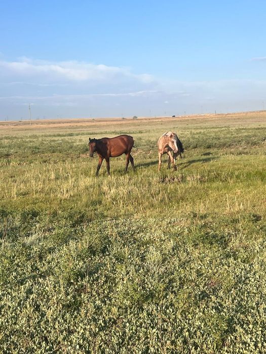 Продам лошадей (тайлар)