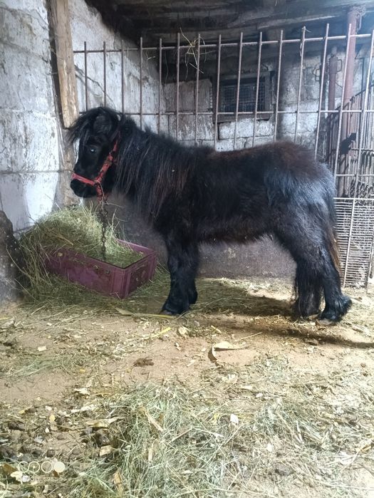 Vând ponei ( mânz)