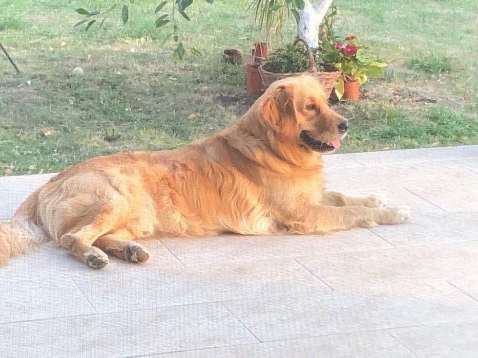 Golden retriever rosu