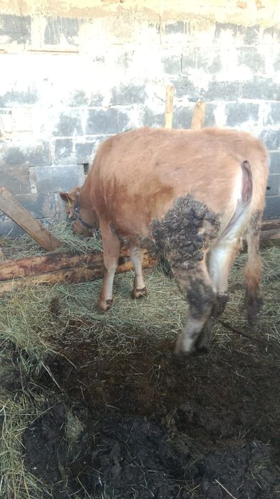 Тайынша сатылады