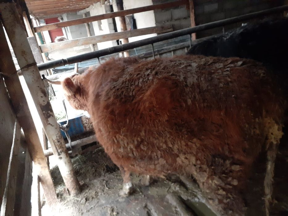 Пародный баспақ. Сиыр