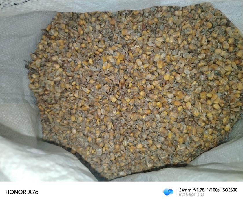 Жүгері. Кукуруза