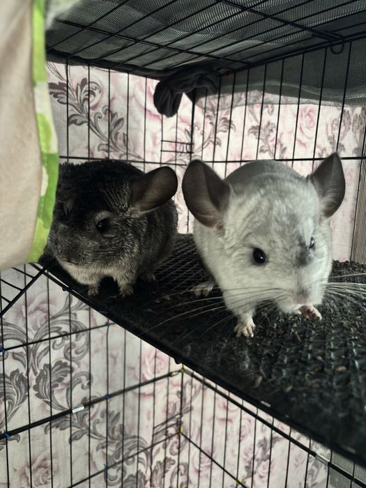 Шиншиллы 2 штуки