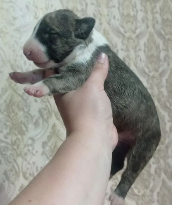 Малыши Бультерьера