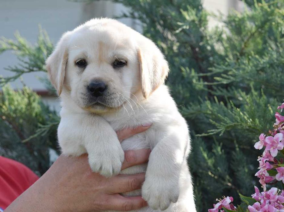pui Labrador Retriever galben cu Pedigree