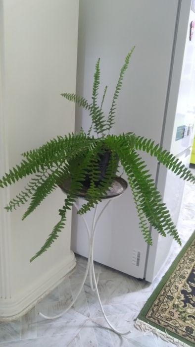 Продам папоротник