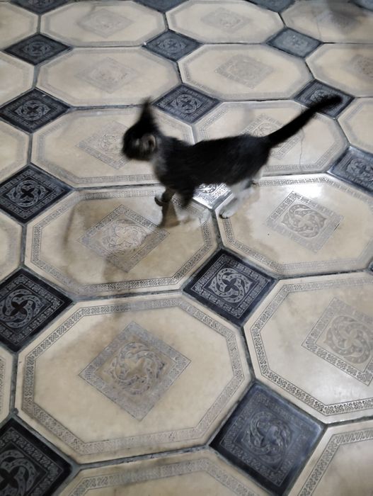 Mushuk 1.5oylik yaxshi boqadigan odamgaberaman