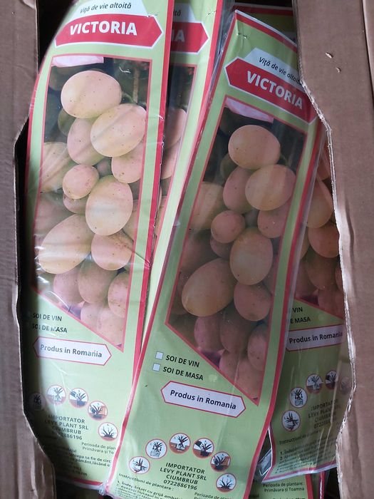 butasi vita de vie cu radacina impachetata