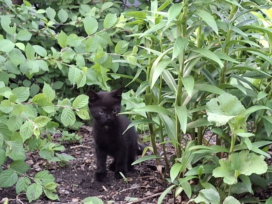 Продам породистых котят