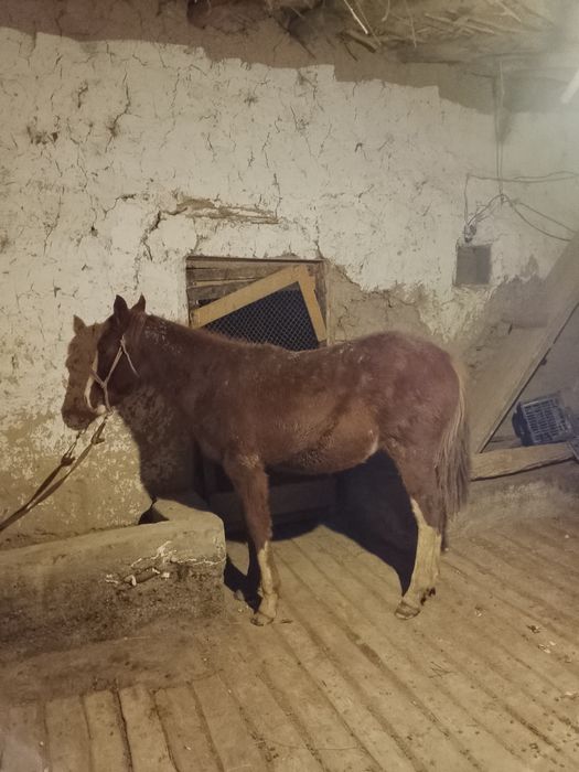 Тай сатылады срочно