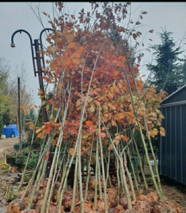 Copaci stejar roșu tei mesteacăn platan catalpa paltin