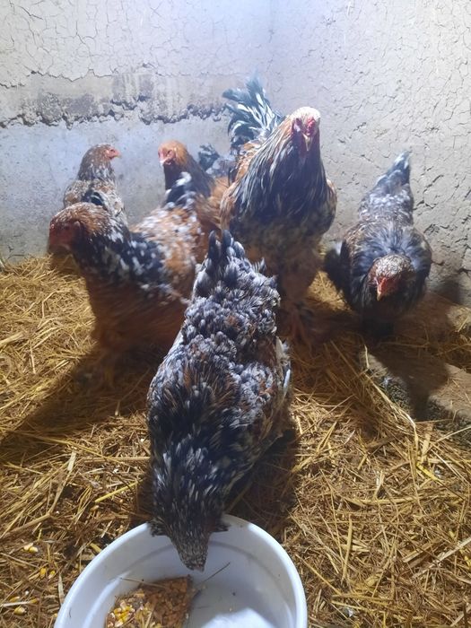 Bramma parselan tuxumlari1