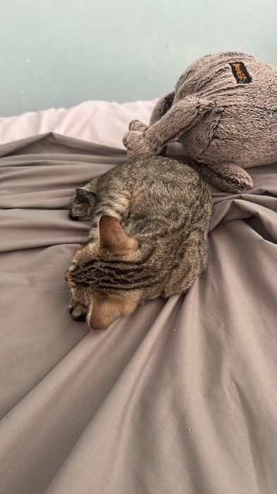 Отдадим кошечку домашнюю