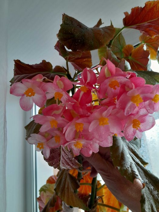 Бегонию коралловую продам