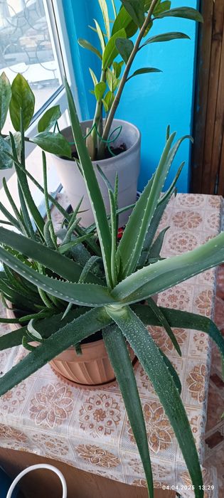 Алое Вера , продам!