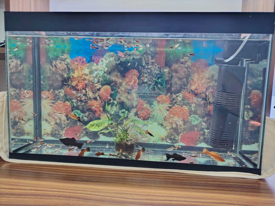 Аквариум с рыбами