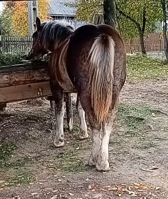 Mânză de vânzare de 1 an pe 26 !