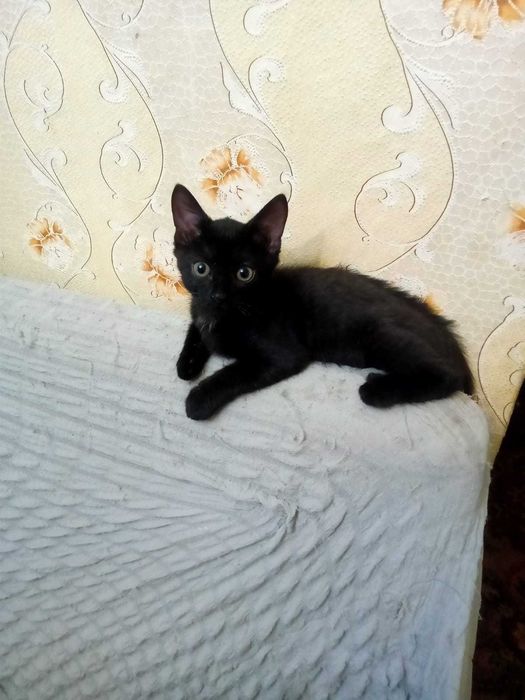 Котенок ищет себе дом.