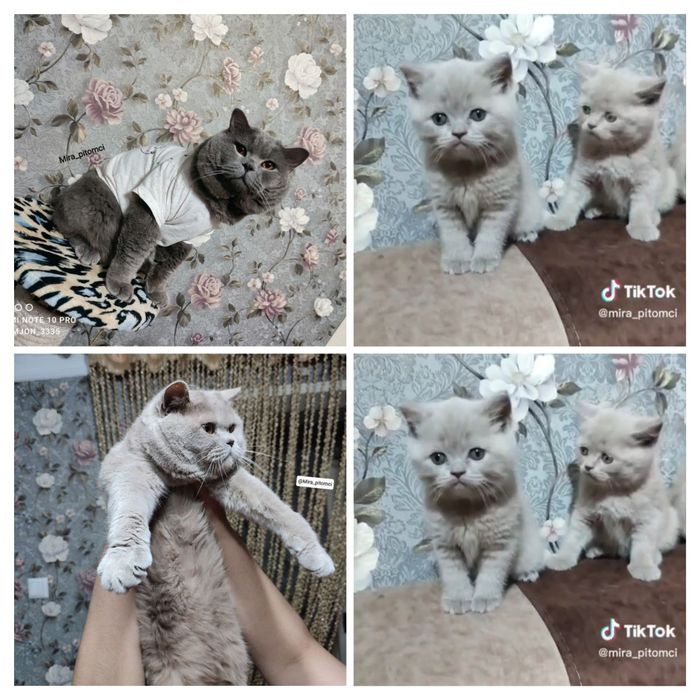 Britanchalar sotiladi