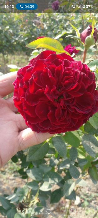 Кафолатлик Асартимент Атиргул Кучатлари