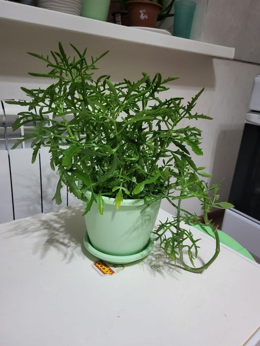 Комнатные растения