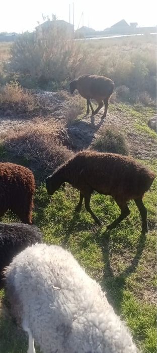 Тұсақ қойлар 3, бір тоқты