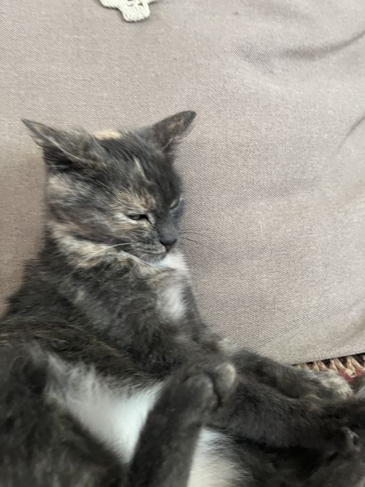 Отдам котенка девочку в добрые руки