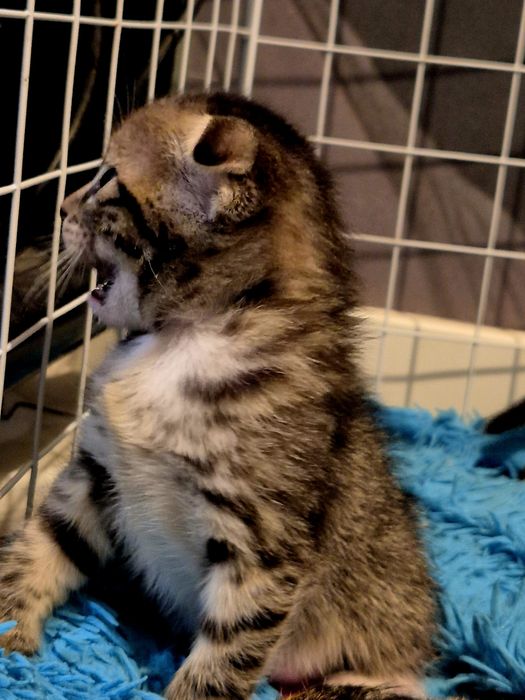 Отдам в добрые руки