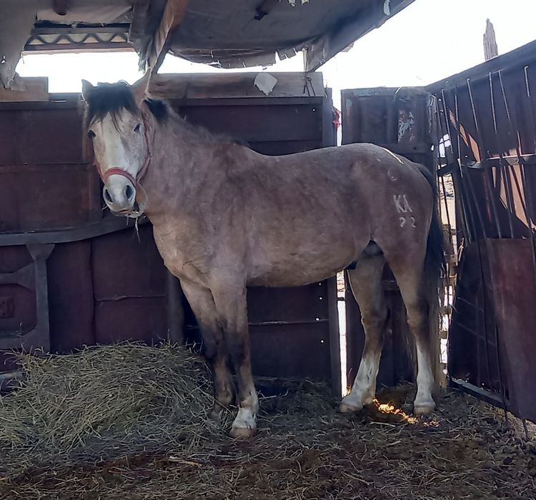 Айғыр сатылады дөнен