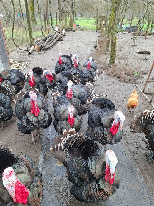 Vând curcani românești