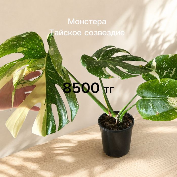 Монстеры разные, укорененные