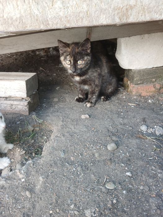Отдам     котят.