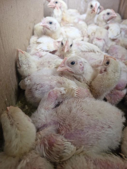 Продам бройлеры суточные