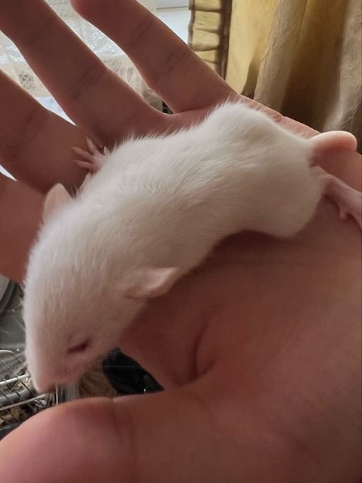 Крысы дамбо резерв продажа красивые