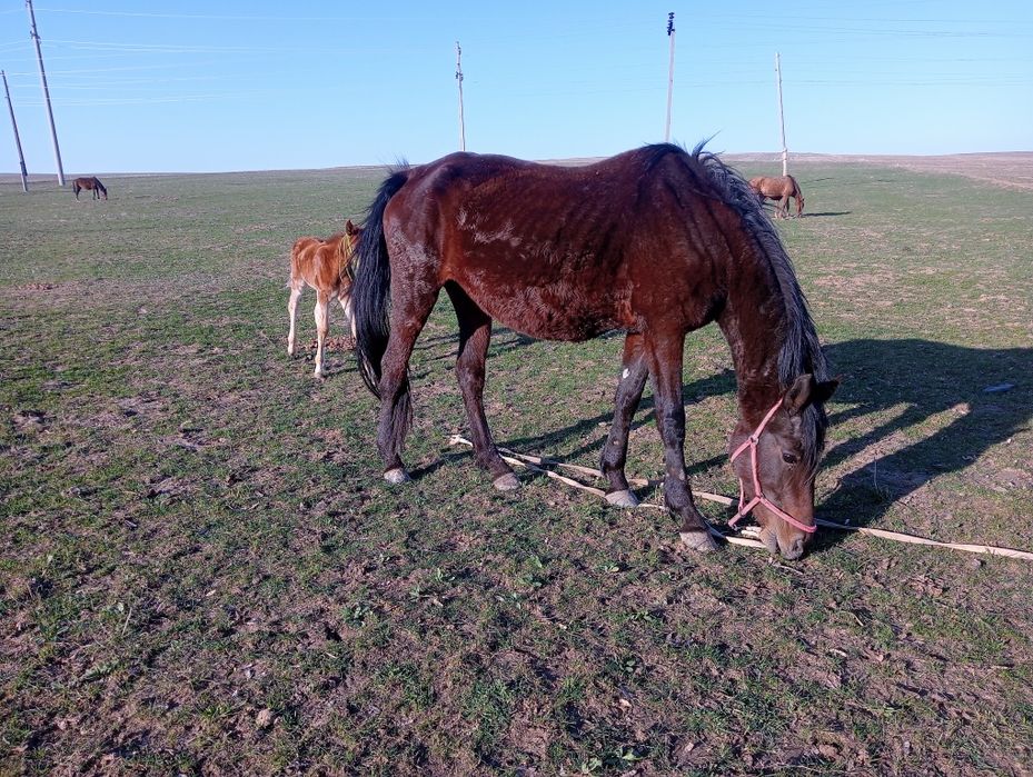 Құлынды бие биелер сауын міңгі