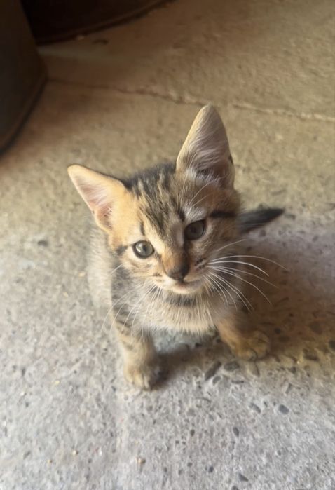 Pui de pisica spre adoptie