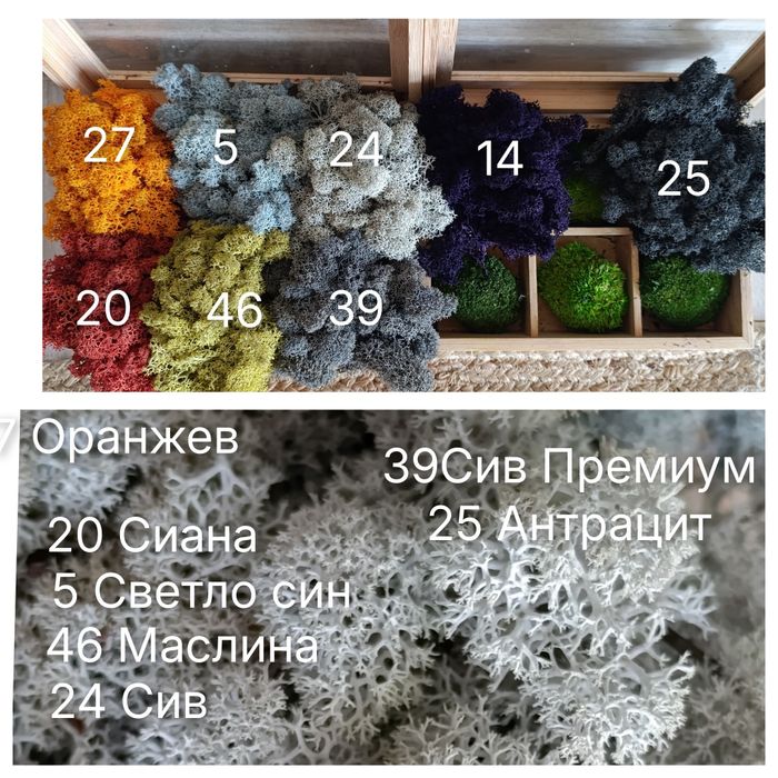 Скандинавски мъх за зелени стени, пана, декорации.