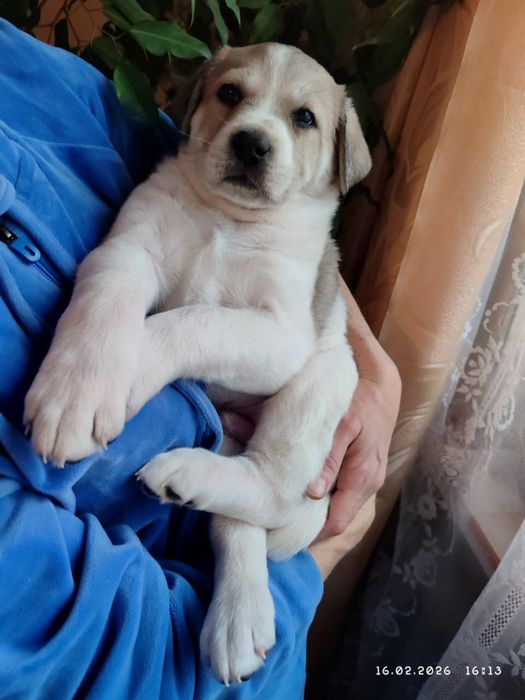 Щенки в добрые руки