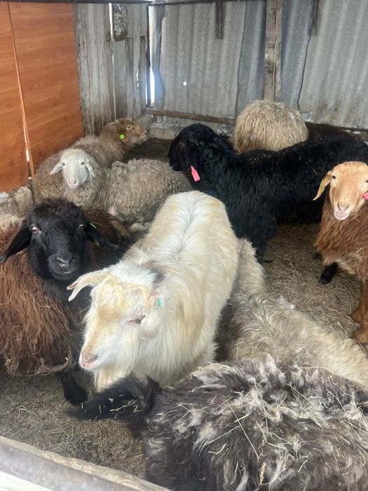 Тоқал Теке/ Козы