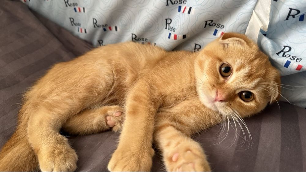 Золотая шиншила Скотш 1,5 года Мальчик