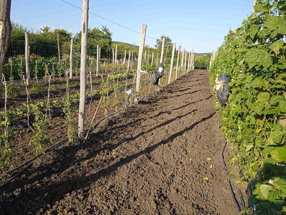 Продава се Земеделски имот в Айтос -  кв.м за 25334 €/дка - Снимка #2